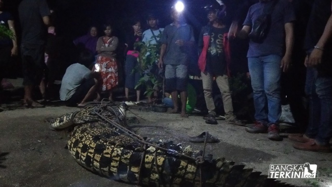 Langka Sani, perwakilan dari Animal Lovers Bangka Island (Alobi) salah satu organisasi Pelestarian Flora dan Fauna di Bangka Belitung