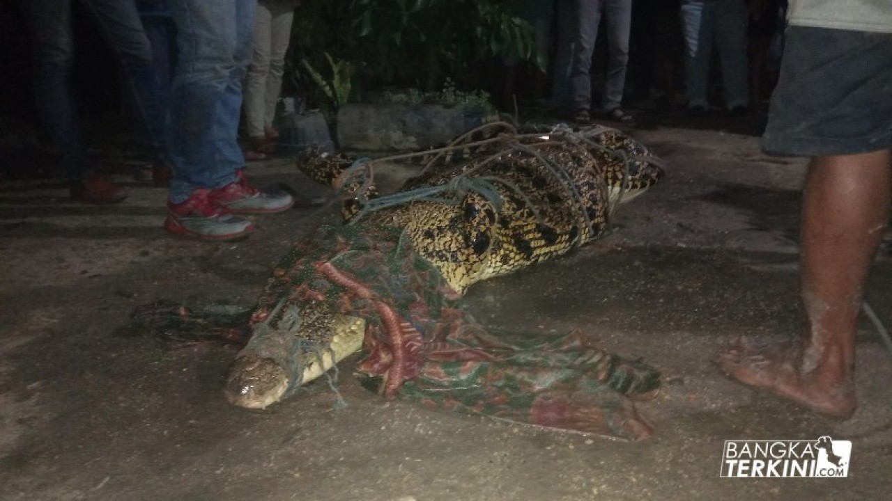 Seekor buaya ditangkap oleh warga, di Kolong Kepoh Kelurahan Semabung Lama, atau tepatnya di Sebelah perbelanjaan TJ Mart, Selasa (07/05/2019).