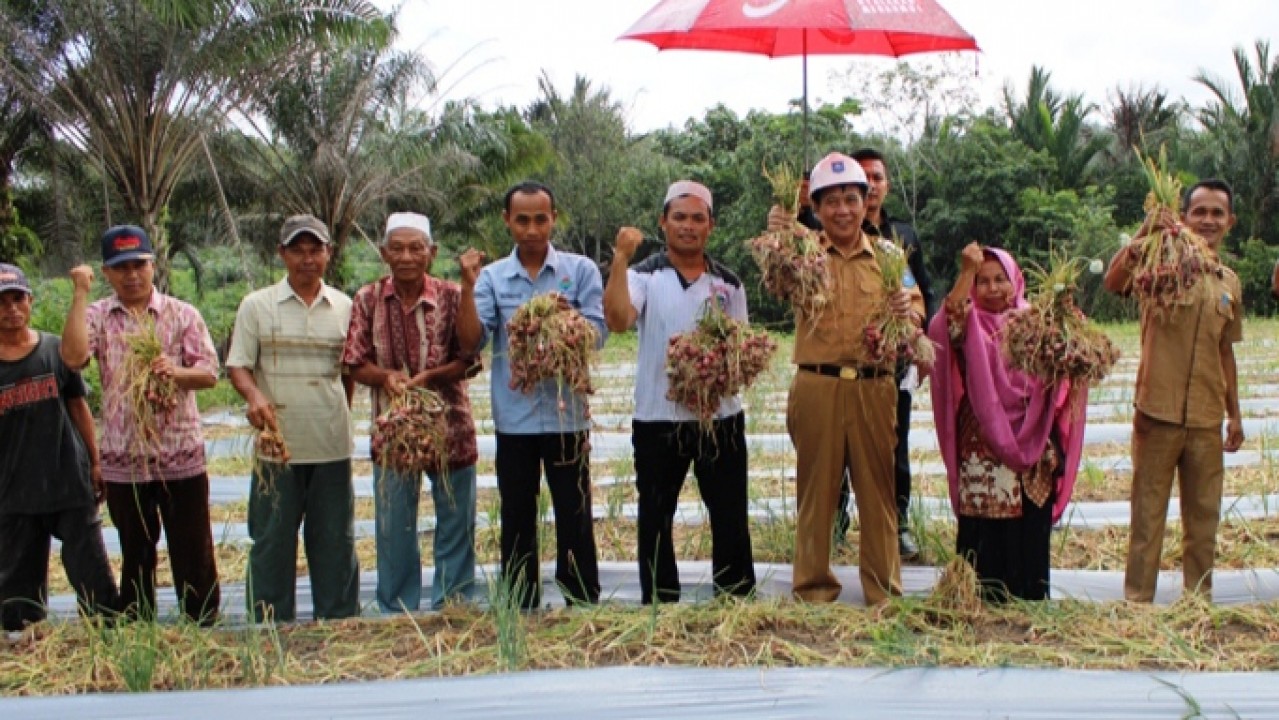 Bupati Bangka Tengah, Ibnu Saleh Ikut Panen Bawang Perdana di Desa Kulur, Senin (16/03/2020).