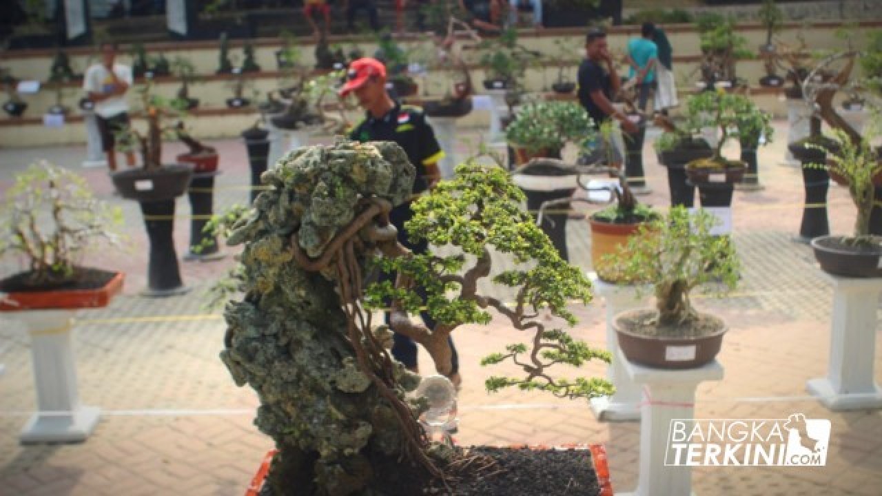 Hut Pangkalpinang, Ratusan Pecinta Bonsai Ikuti Kontes Tingkat Nasional di Taman Sari Pangkalpinang