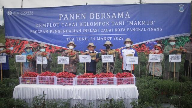 Wali Kota Pangkalpinang, Dr. H. Maulan Aklil atau akrab disapa Molen melakukan panen cabai bersama Demplot Cabai Kelompok Tani “Makmur“ dalam program pengendalian inflasi cabai di Kota Pangkalpinang, Kamis (24/3/2022) di Kelurahan Tua Tunu Indah kota Pangkalpinang.