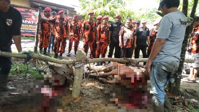 Pemuda Pancasila Bangka Belitung Kurban 3 Ekor Sapi dan 1 Kambing