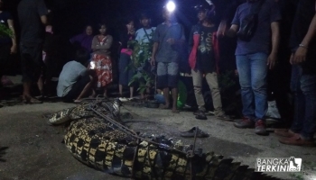 Bangka Terkini, Pangkalpinang --- Buaya sepanjang 3 meter yang berhasil ditangkap warga di Semabung,