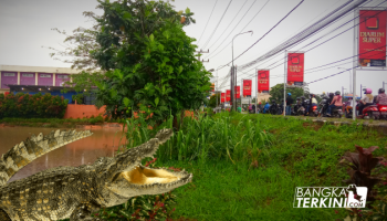 BANGKA TERKINI - PANGKALPINANG --- Kembali viral munculnya buaya di,