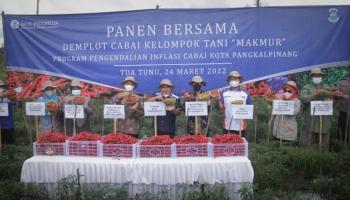 PANGKALPINANG - Panen Cabai Bersama Petani, Molen Ingin Jadikan Pangkalpinang,