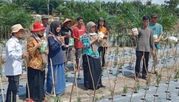 POPT Babel Lakukan Gerakan Pengendalian Organisme Penganggu Tanaman di Kulur,,