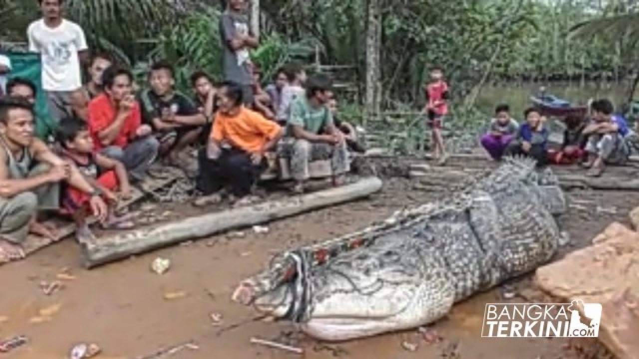 Warga Pangkalraya Tangkap Buaya Muara 4,65 Meter, Jum'at (03/01/2020).